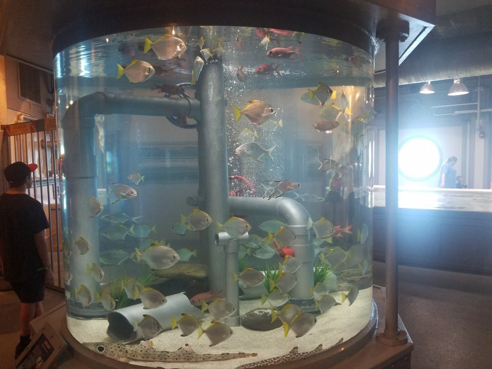 Stingray Reef 215 Kipp Ave-克马必去景点