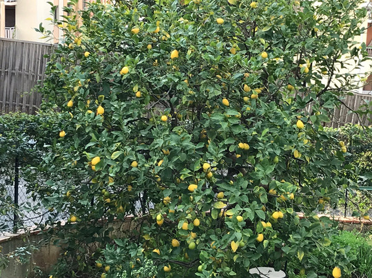 Sentier du Vinaigrier-尼斯必去景点