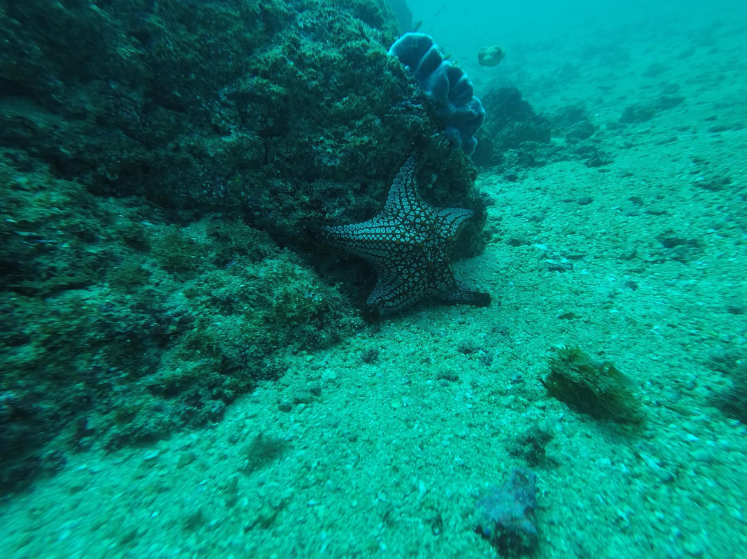 Scuba Diving Anfibios Huatulco景点图片