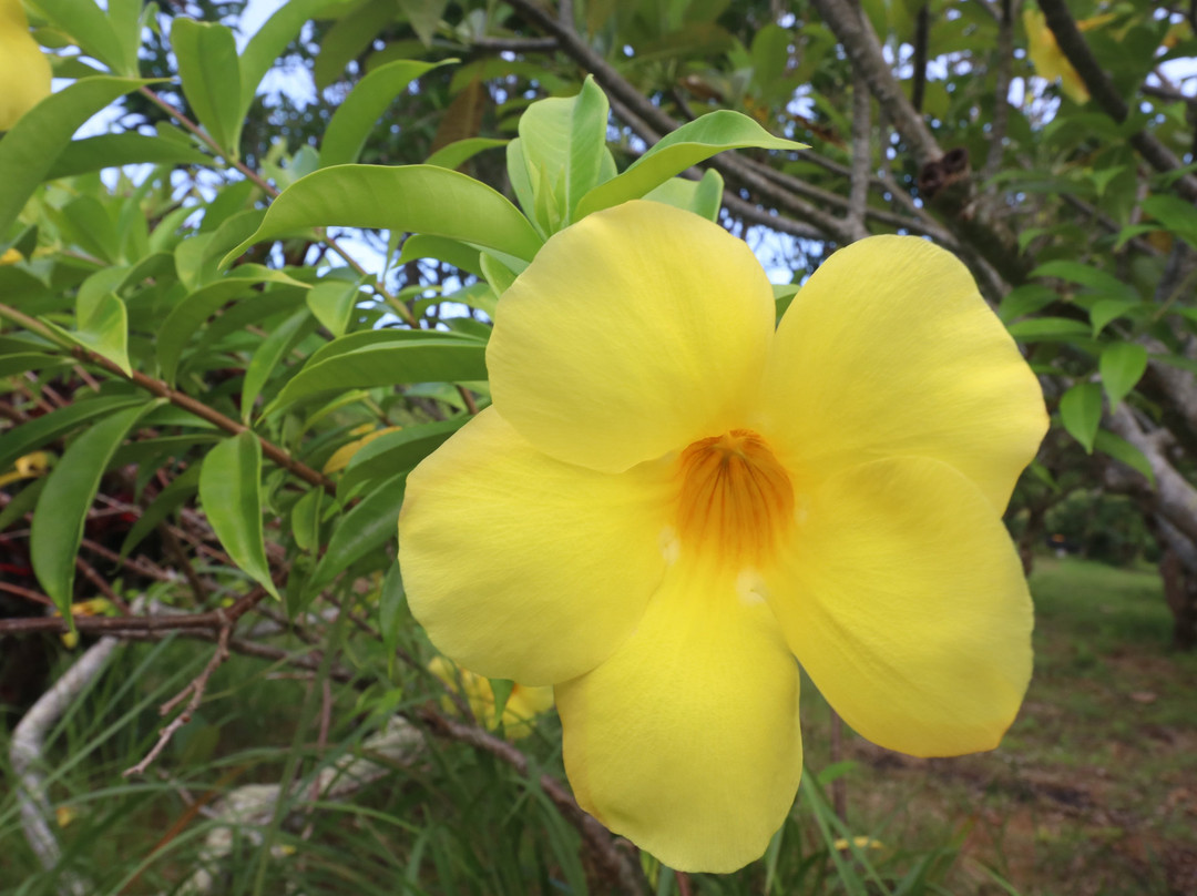 Tokunoshima Fruits Garden景点图片