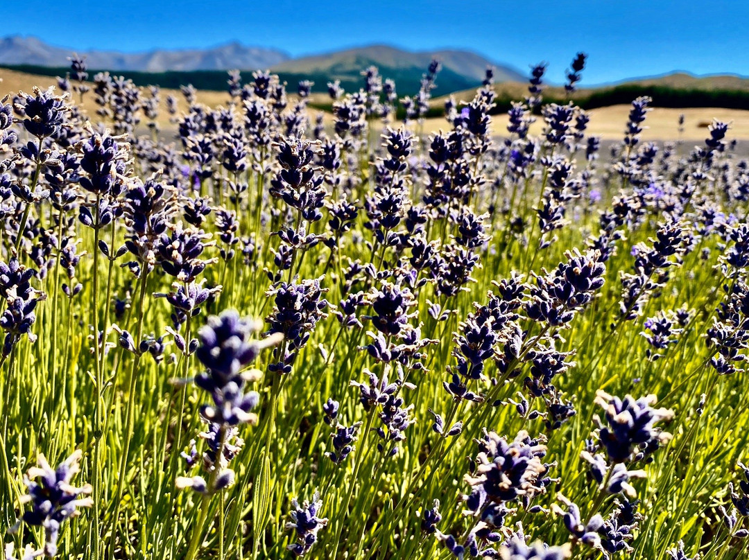 New Zealand Alpine Lavender Farm景点图片