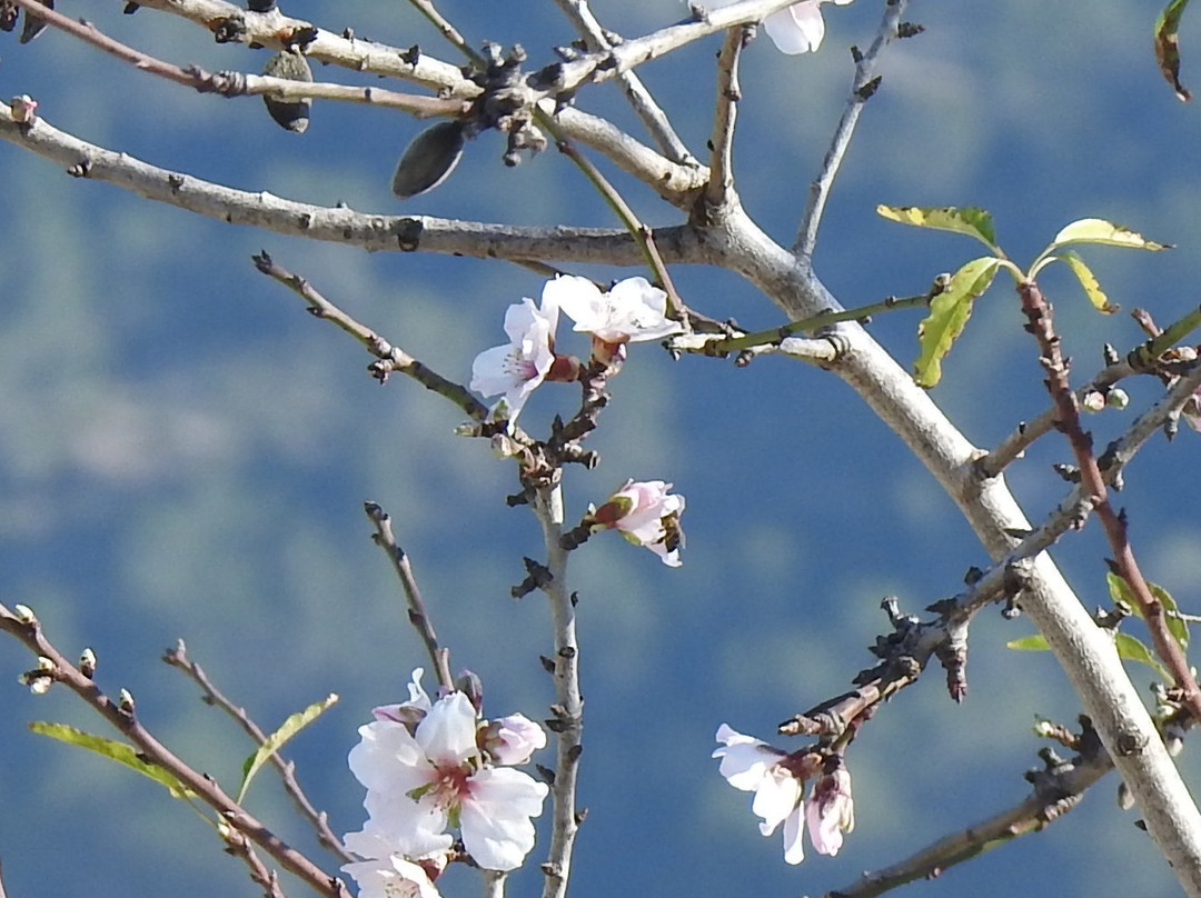 Embalse de La Pedrera景点图片