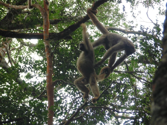 Simonesia旅游攻略图片