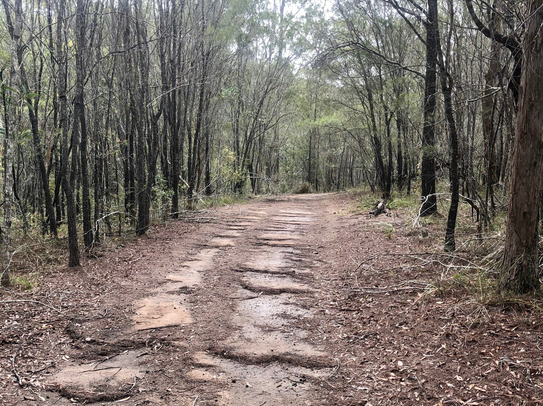 Venman Bushland National Park景点图片