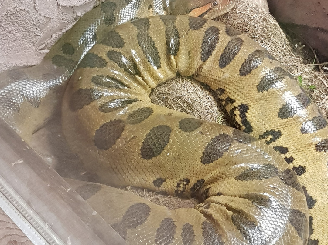 The National Reptile Zoo-Gowran必去景点