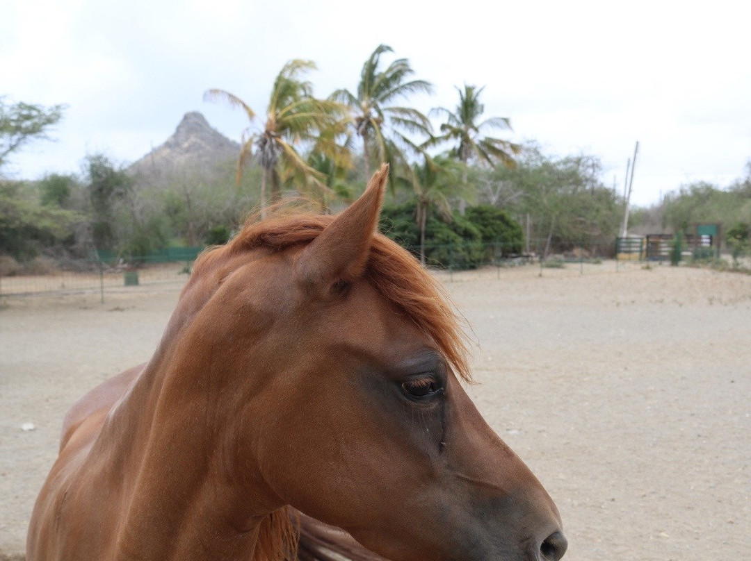Rancho Alegre Curacao-Dorp Sint Michiel必去景点