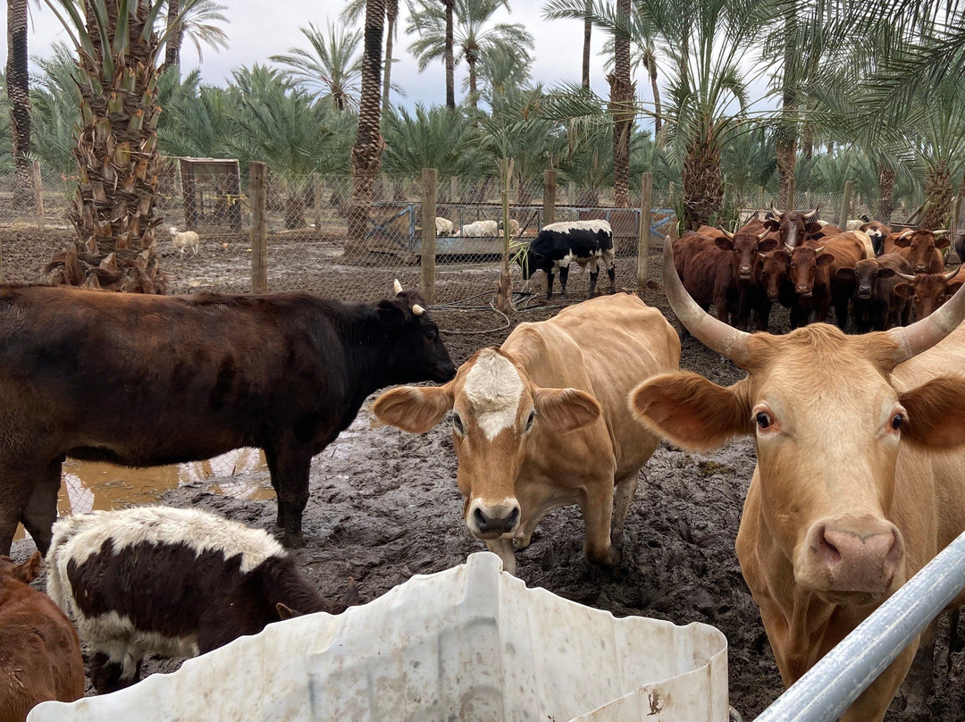 The Bautista Family Organic Date Ranch