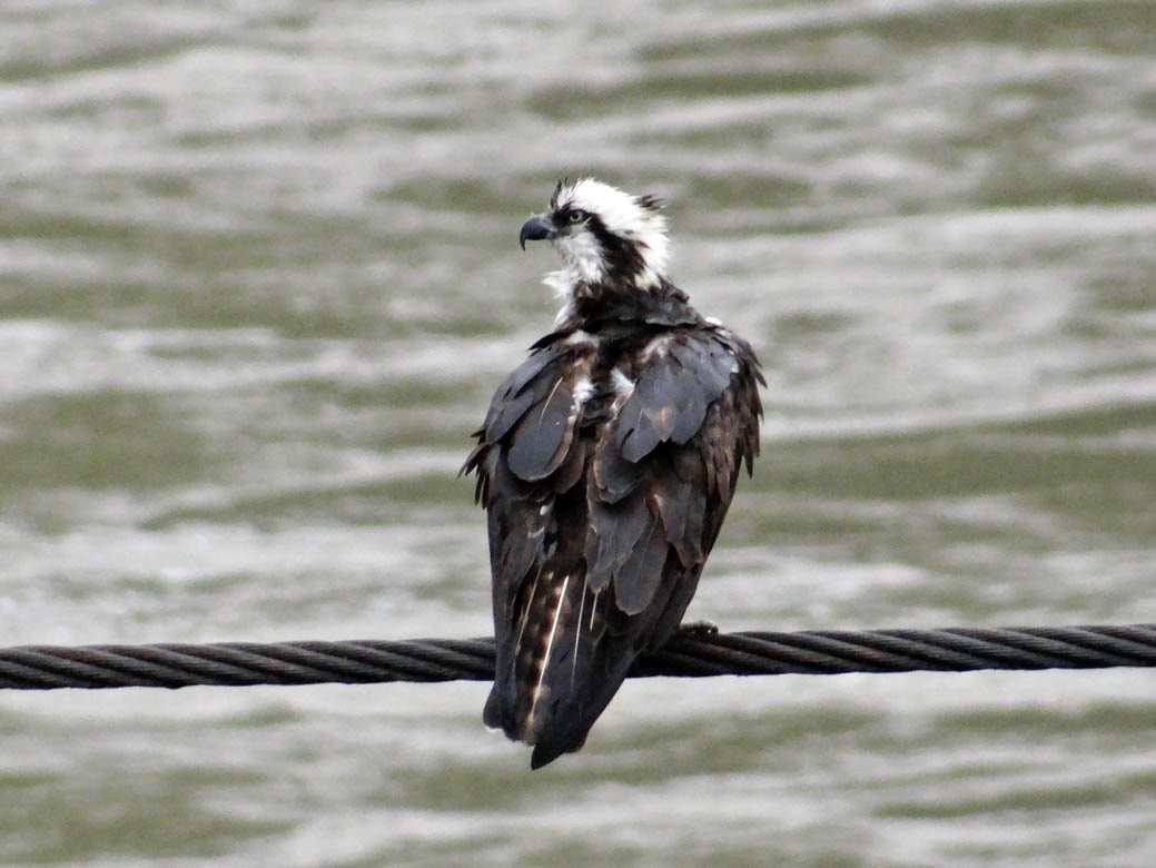The Old Suspension Bridge-Lillooet必去景点