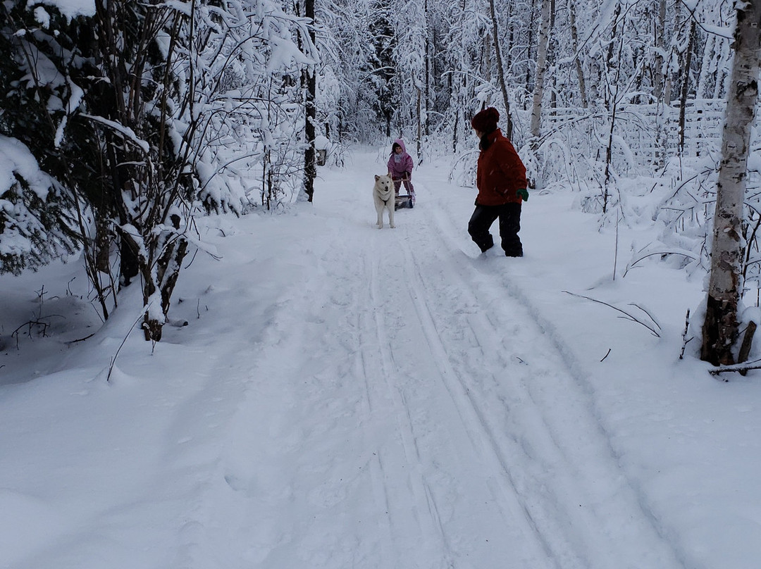 Firewalker Alaskan Malamute-北极必去景点