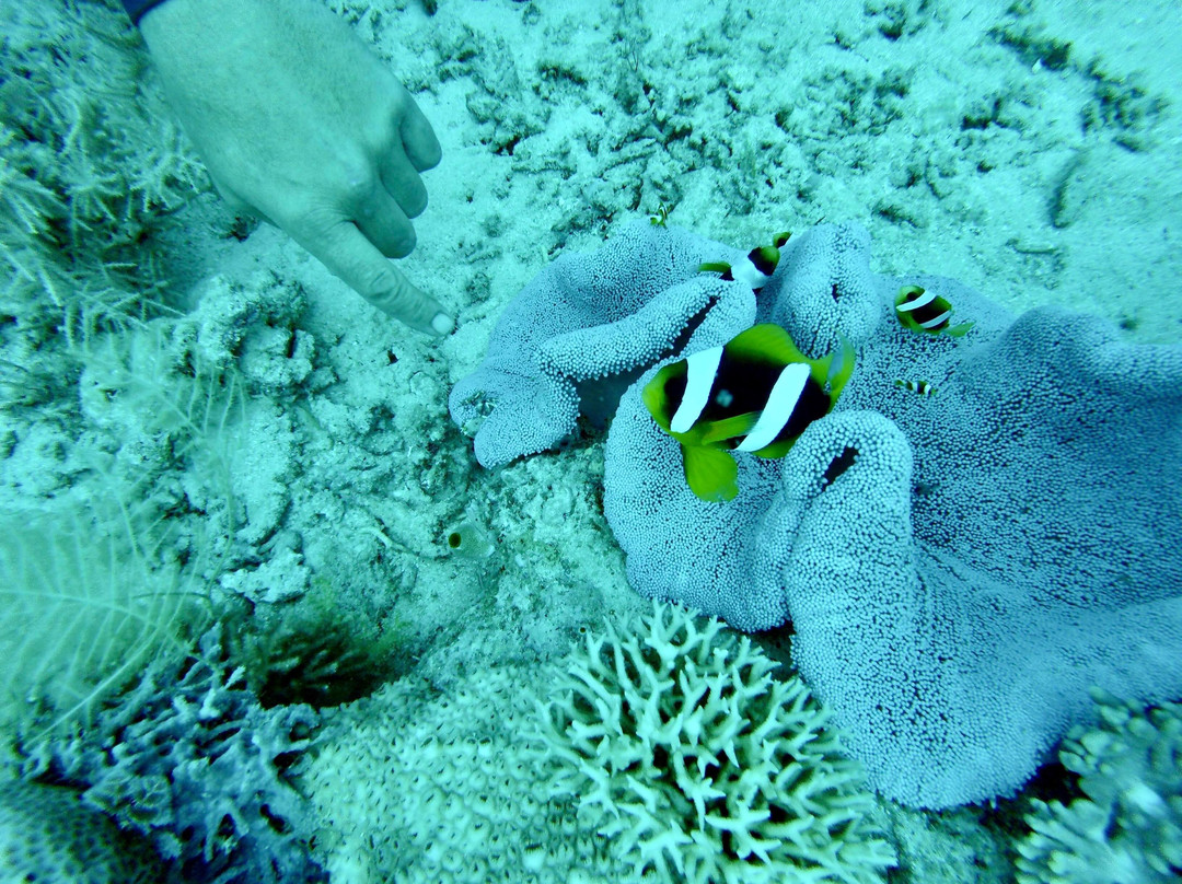 Hippocampe plongee-Mamoudzou必去景点