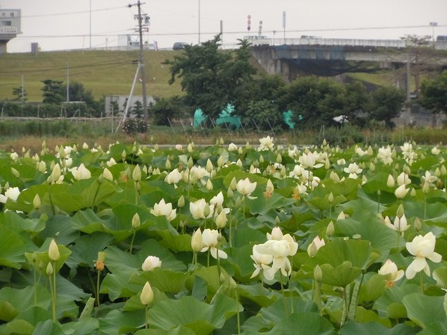 Oga Hasuen-羽岛市必去景点
