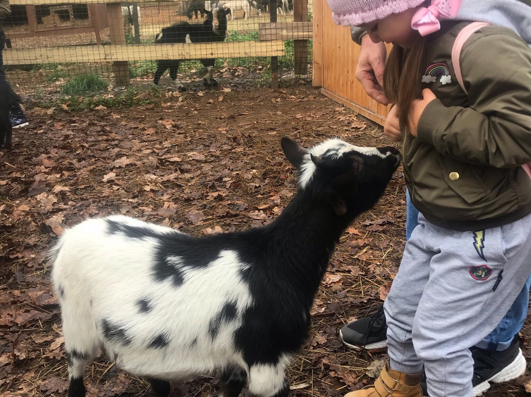 Mini-zoo Sozidatel景点图片