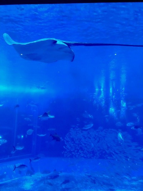 冲绳美之海水族馆景点图片