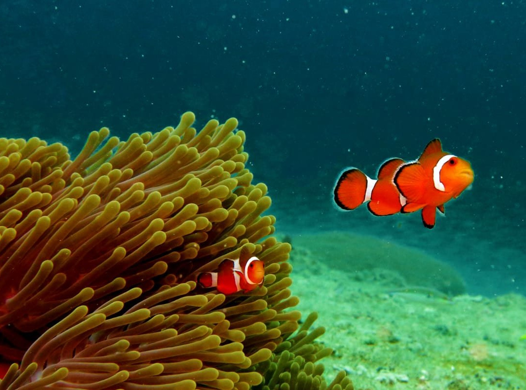 India Scuba Explorers | Padi Dive Center-Neil Island必去景点