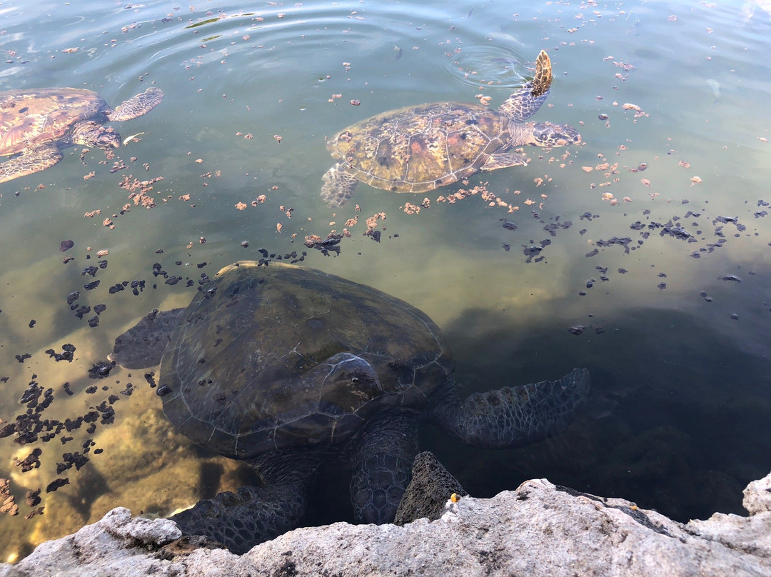 Swimming with Turtles-萨瓦伊岛必去景点