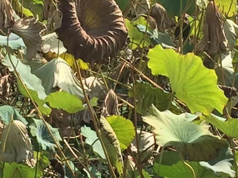 金银湖湿地公园-武汉市必去景点