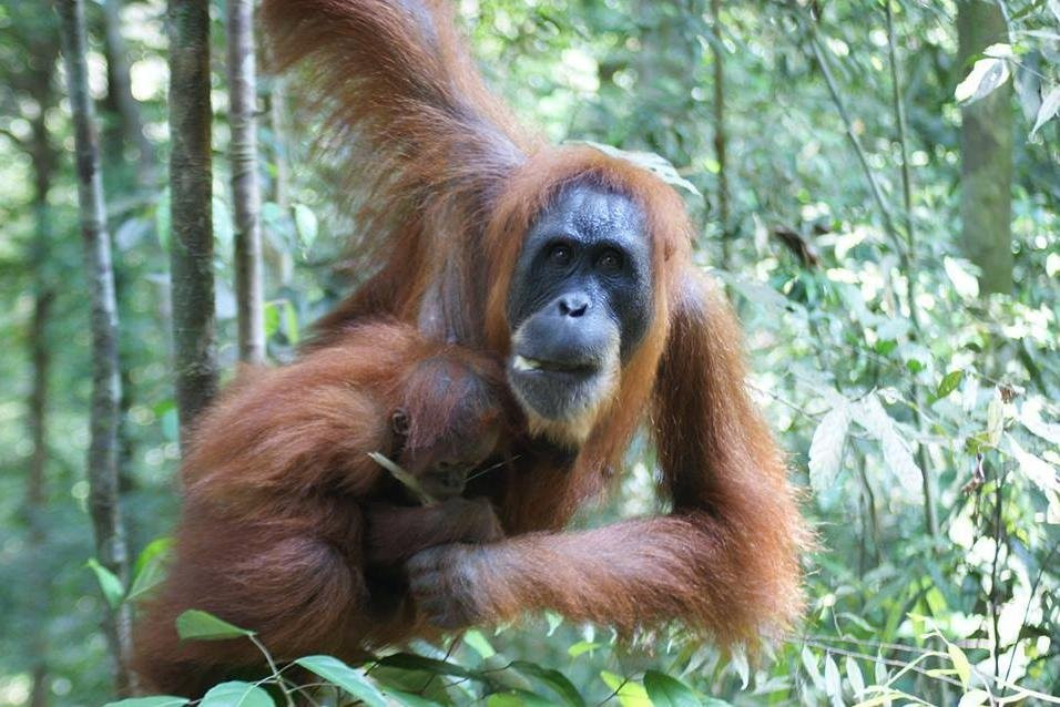 Rimba Dream Jungle Trekking-武吉拉旺必去景点