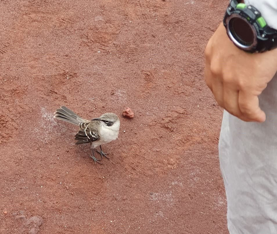 Puerto Egas-Santiago必去景点