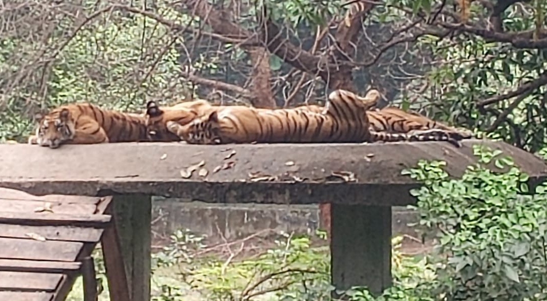 Indore Zoo景点图片