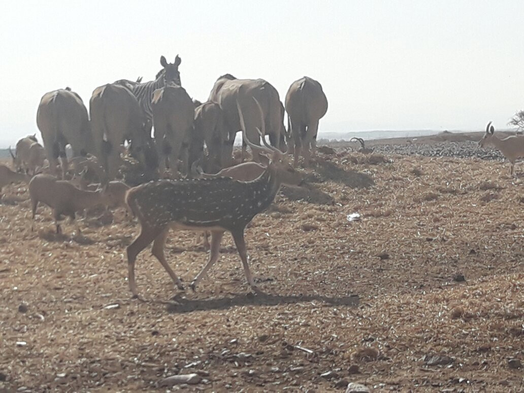 Antelope Ranch in the Arava Valley-Mahane Zofar必去景点