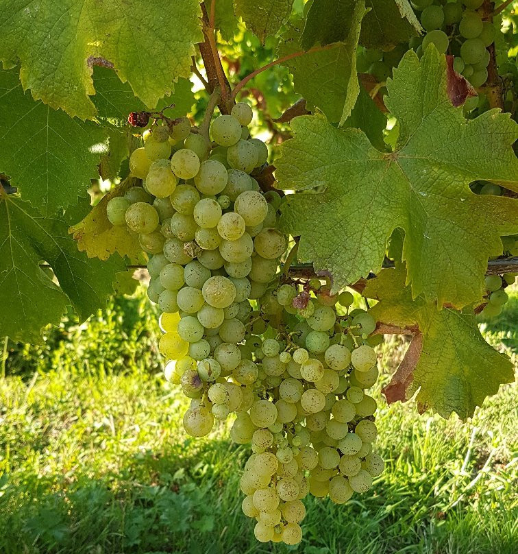 Domaine de Combet景点图片