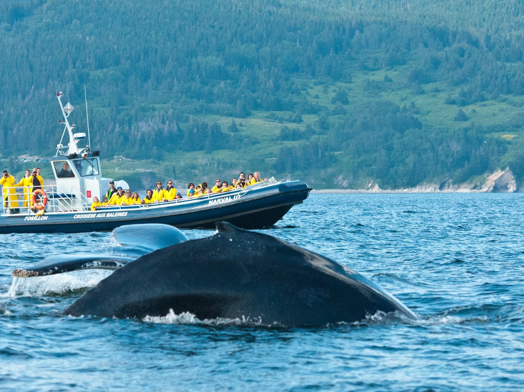 Whale-Watching Cruise in Forillon National Park景点图片