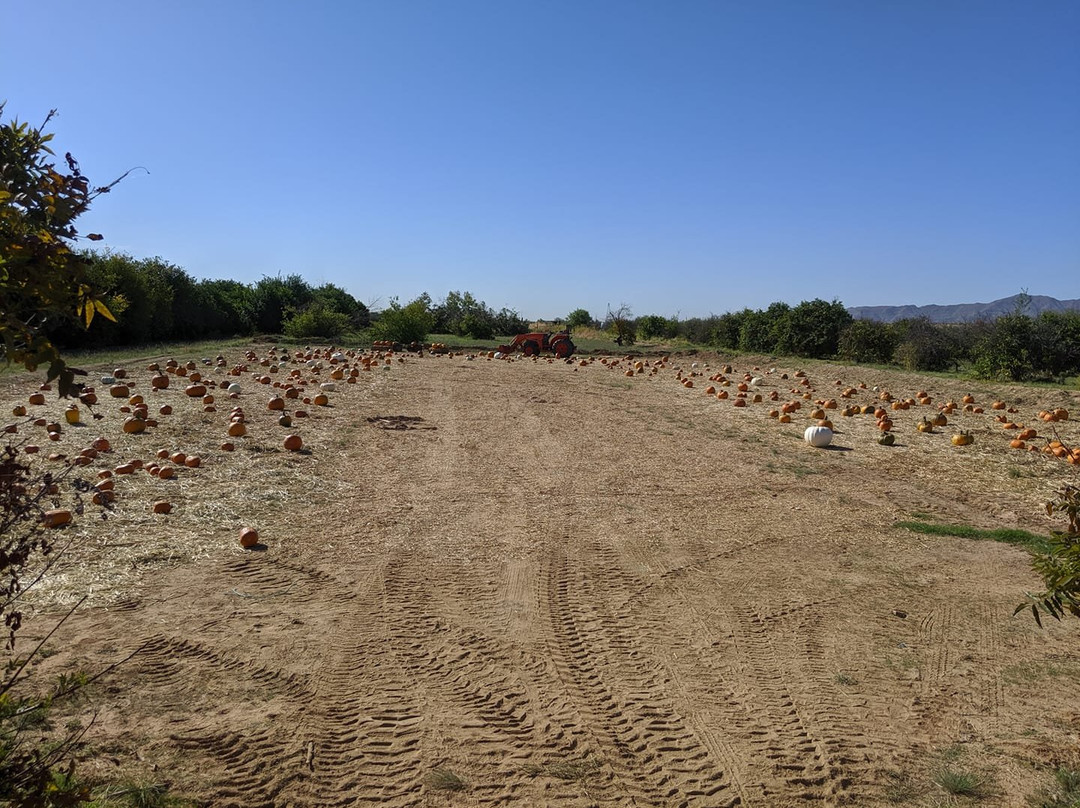 Justice Brothers U-Pick-瑟普赖斯必去景点