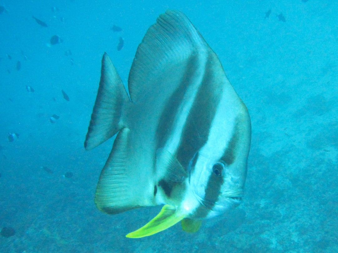 Dive Ocean Dhuni Kolhu-杜妮可鲁岛必去景点