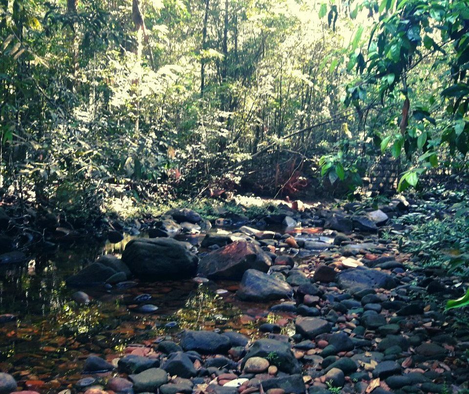 Makandawa Forest Reserve-Kitulgala必去景点