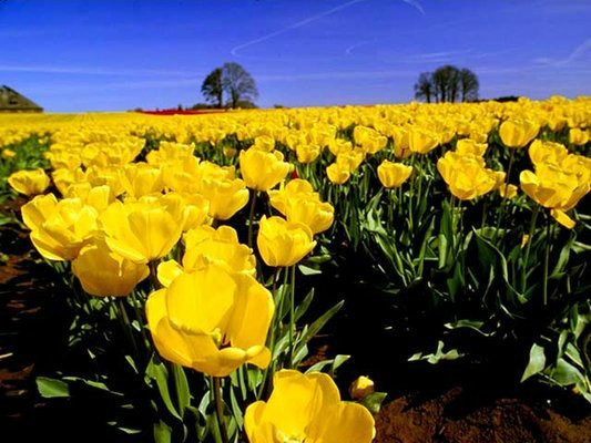Lavender Thyme Herb Farm