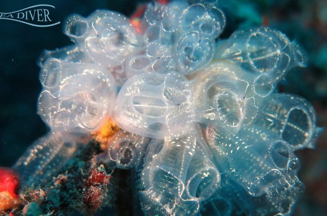 Sea Diver Diving Center-圣维托角必去景点