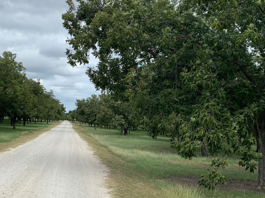 SanSaba River Pecan Company-San Saba必去景点