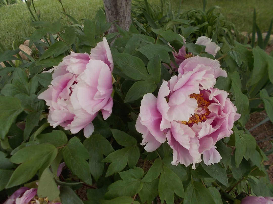 Hondo Iris Farm and Gallery-Hondo必去景点