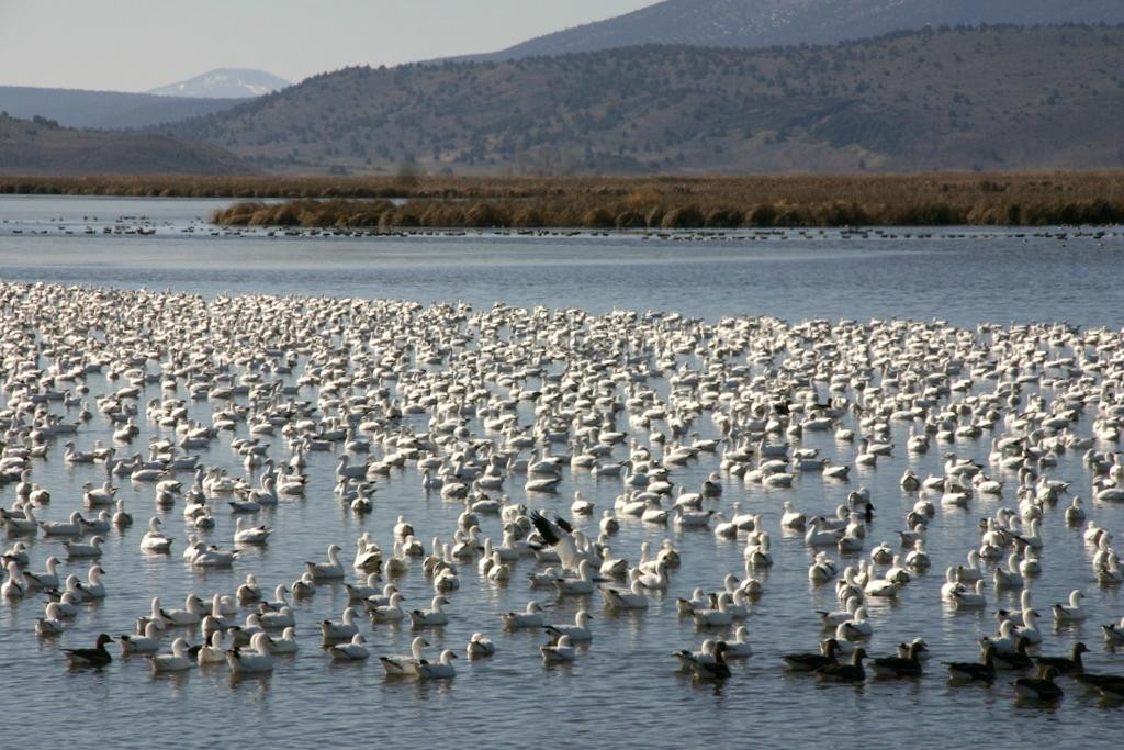 Tule Lake National Wildlife Refuge