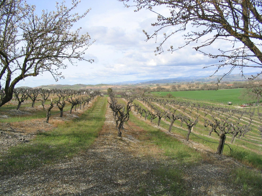 Vines on the Marycrest景点图片