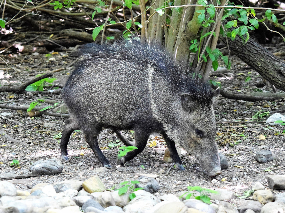 Hugh Ramsey Nature Park-Harlingen必去景点