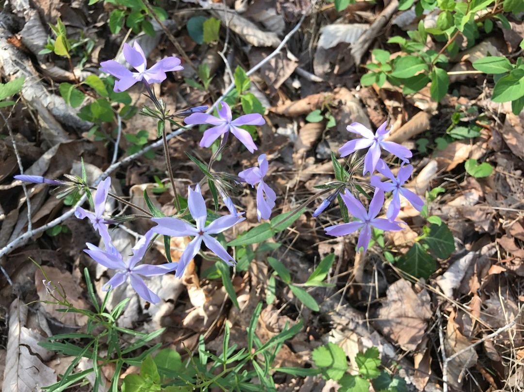 William Hastie Natural Area-诺克斯维尔必去景点