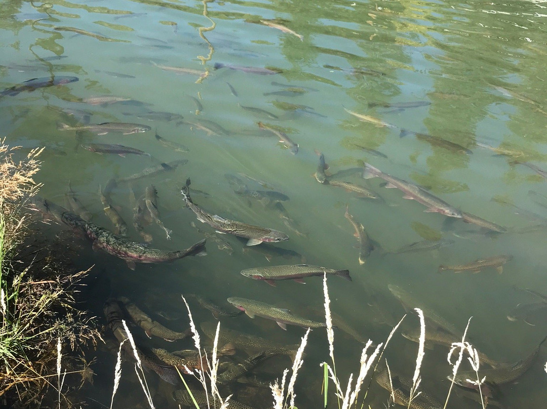 Tonto Creek Fish Hatchery-Payson必去景点