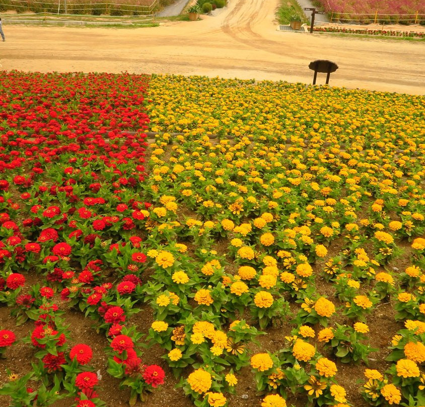 Nari Park-杨州市必去景点