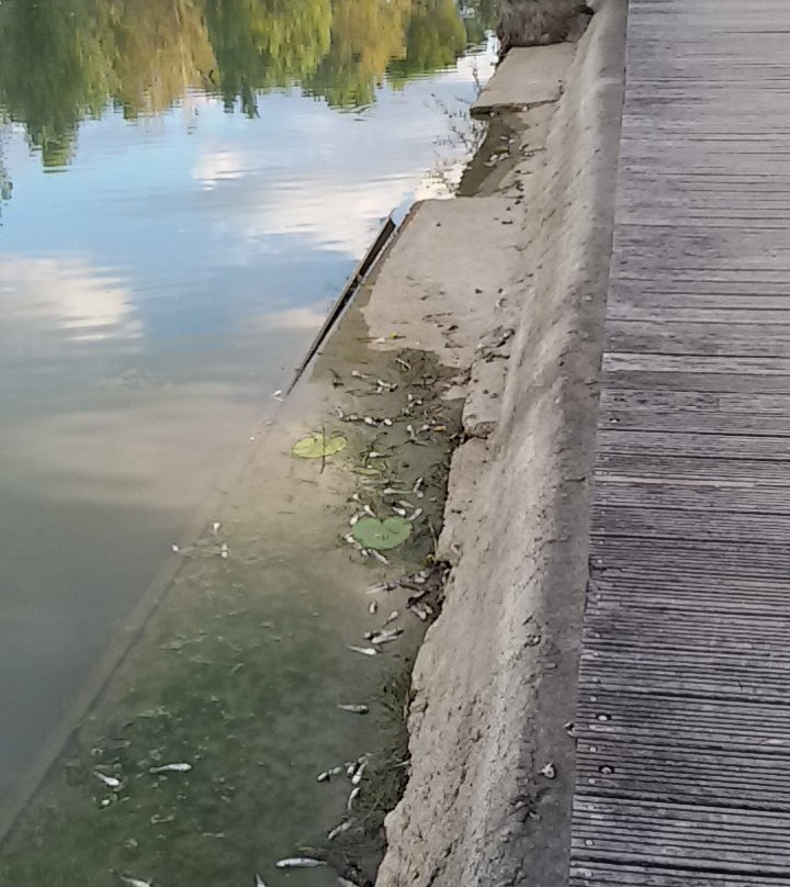 Lago di Chiusi景点图片