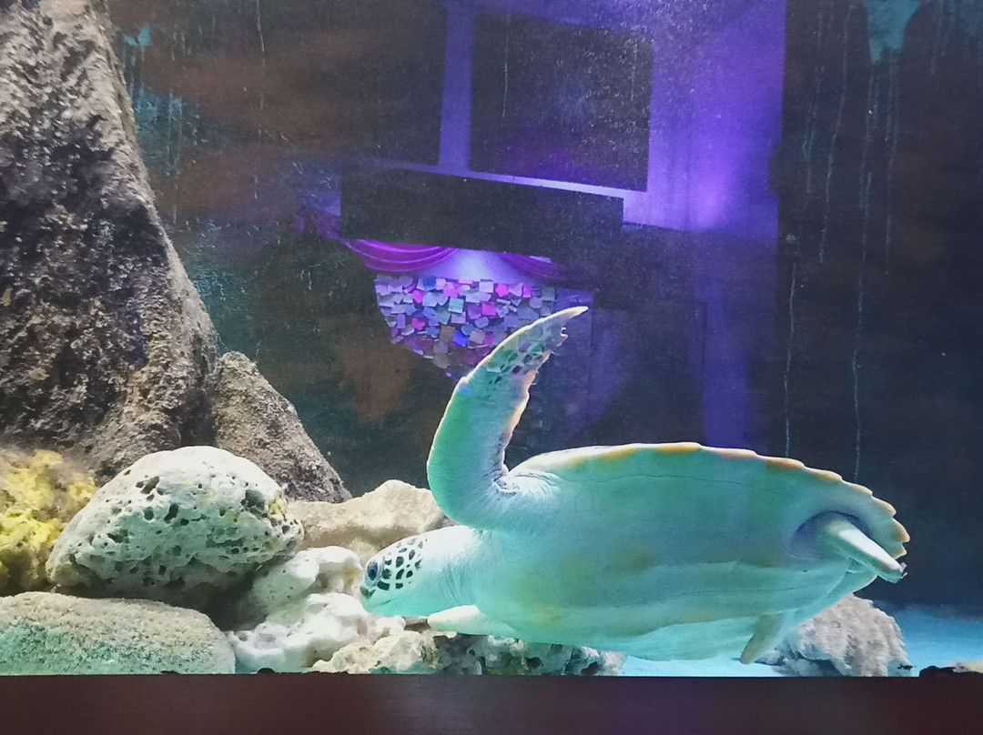 Aquarium of Fisheries Research Institute景点图片