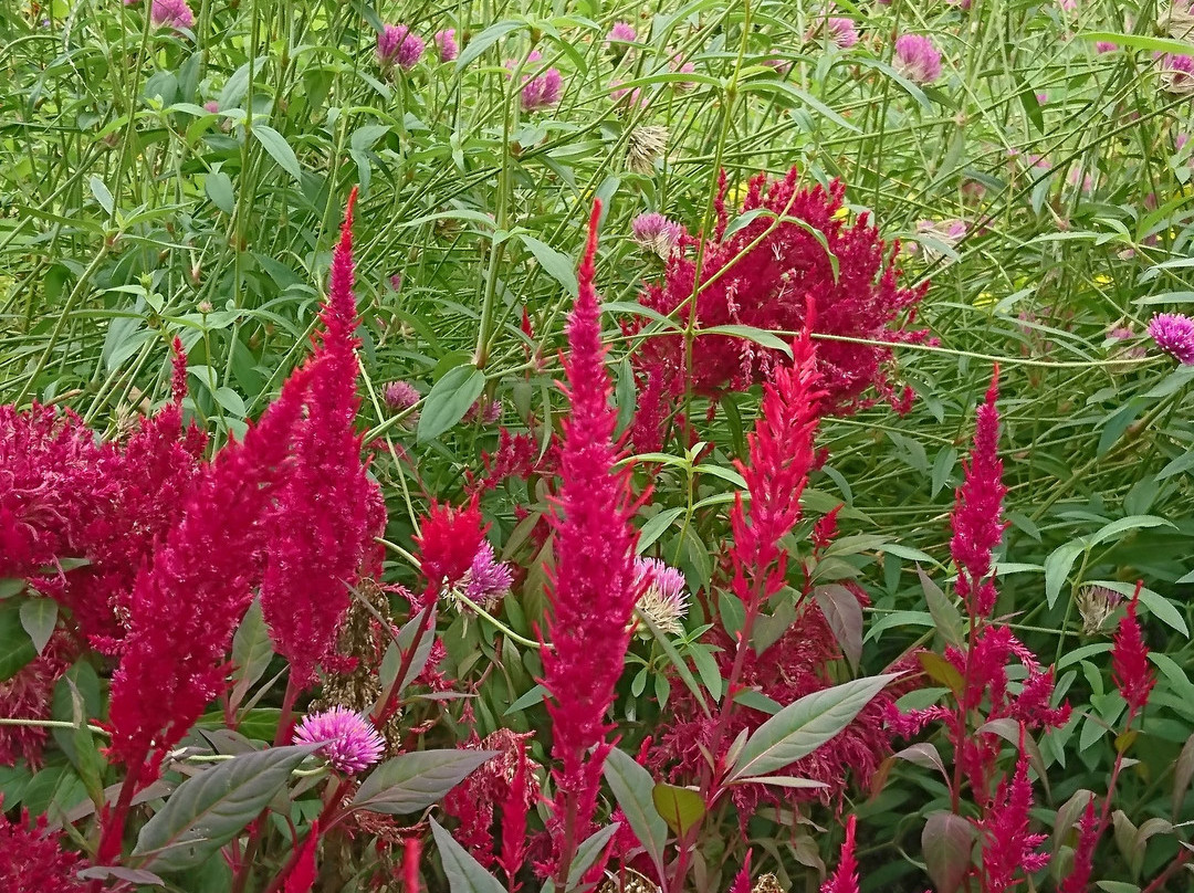 Floral Garden Obuse景点图片