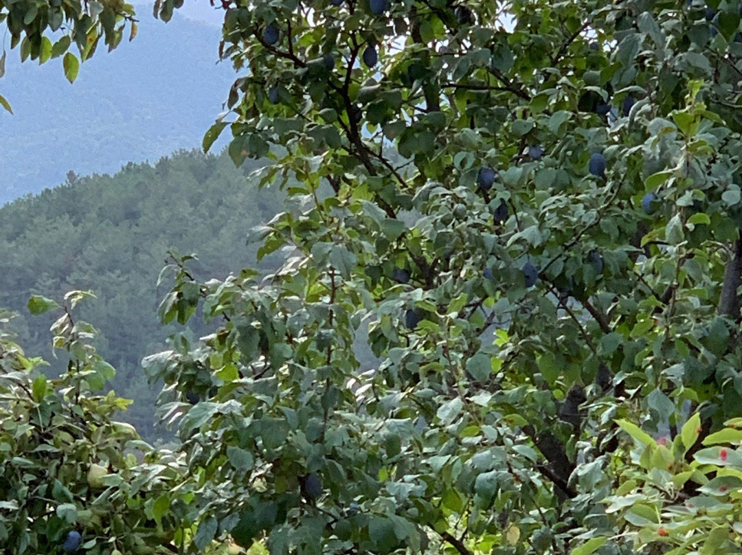 Toon Armeni Guest House主图