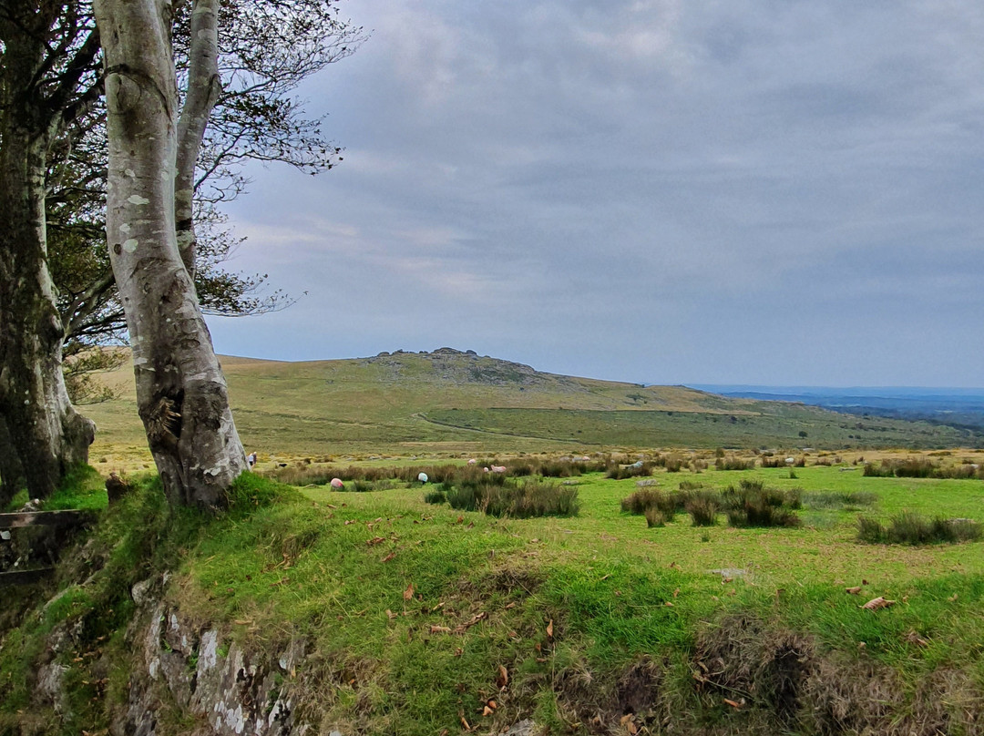 Dartmoor Scenic Tours景点图片