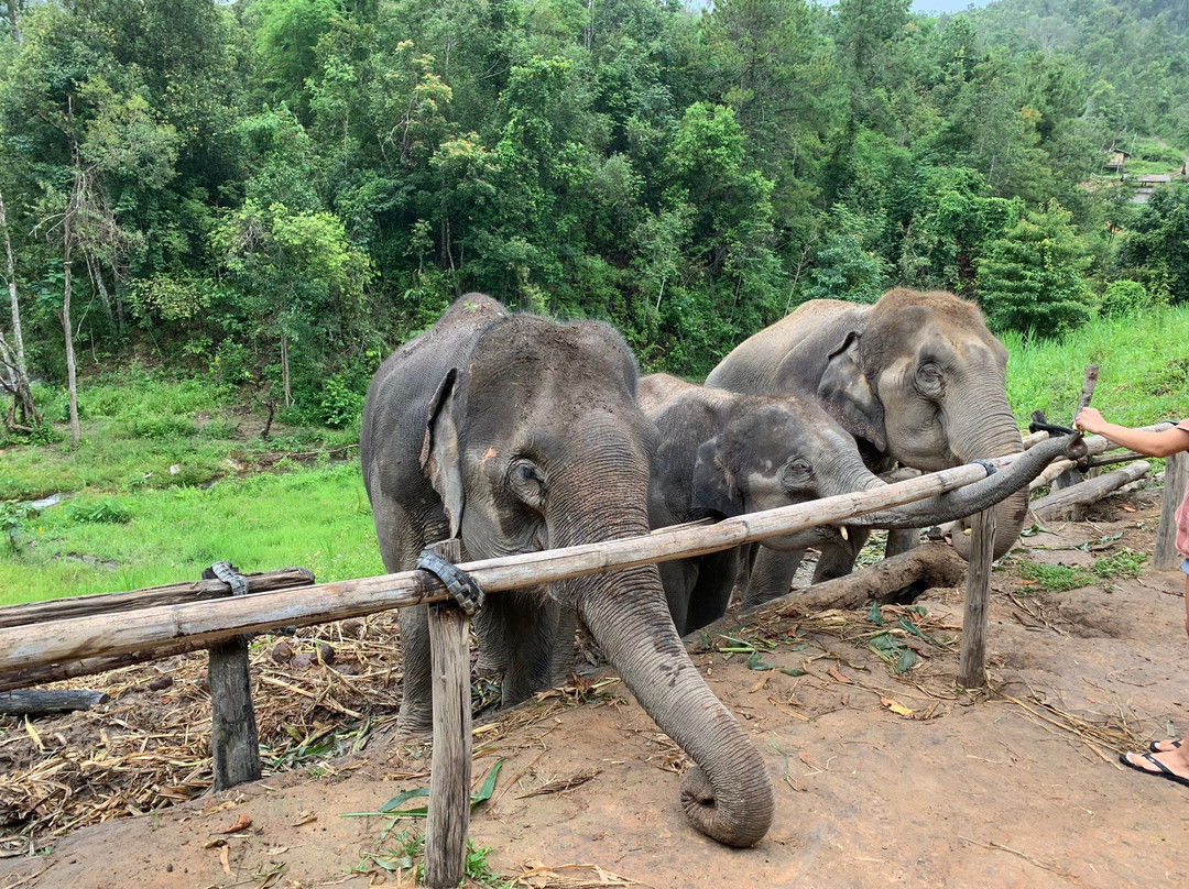 Karen Elephant Habitat-Mae Win必去景点