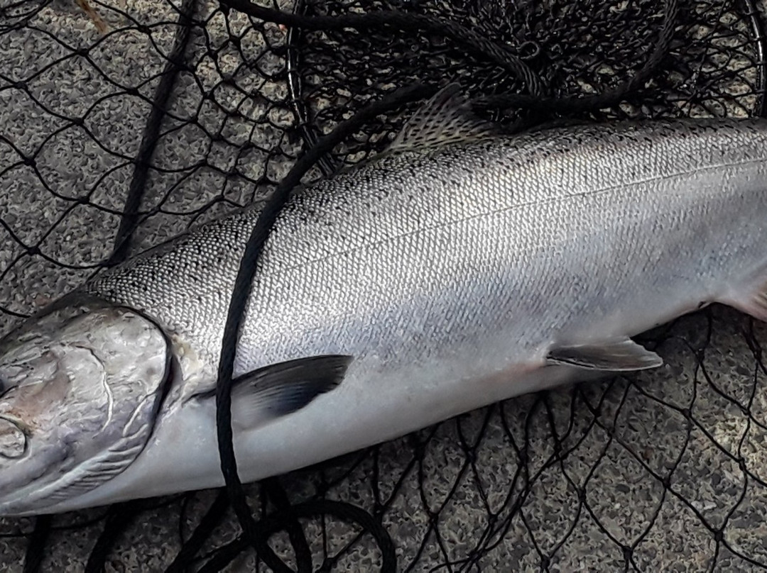 The Edmonds Fishing Pier-埃德蒙兹必去景点