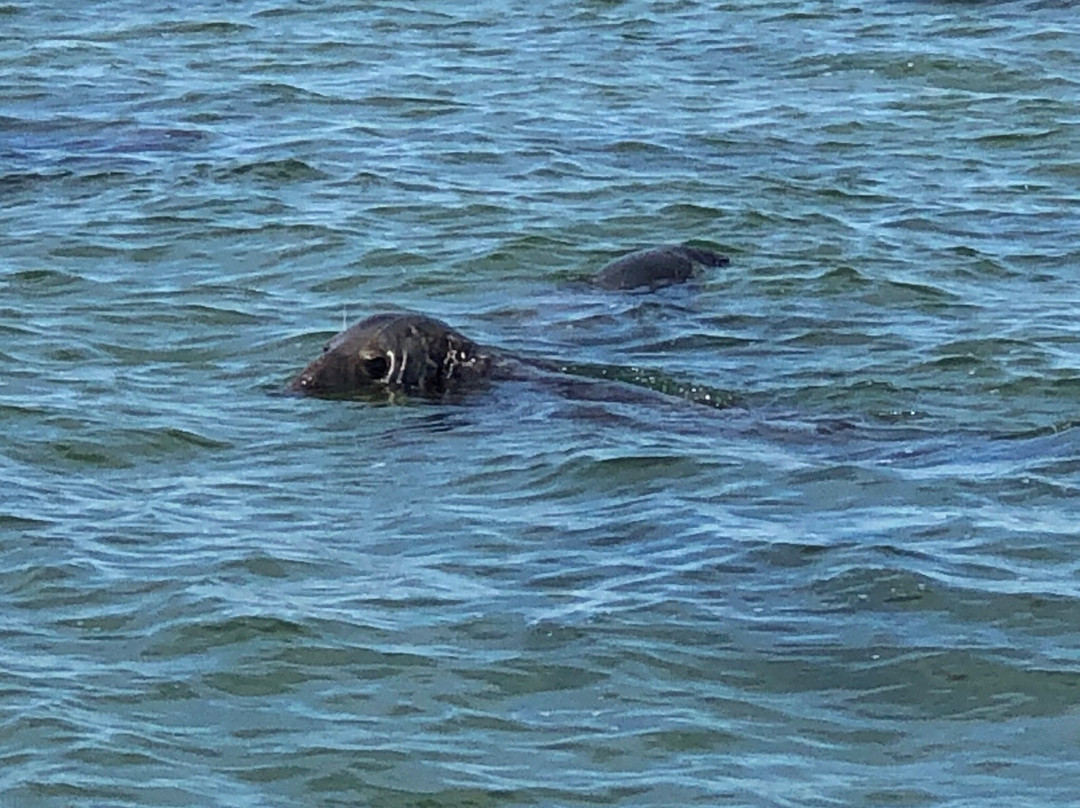 Beachcomber Tours-查塔姆必去景点