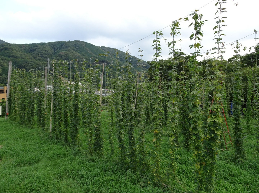 Baird Brewery Gardens Shuzenji景点图片