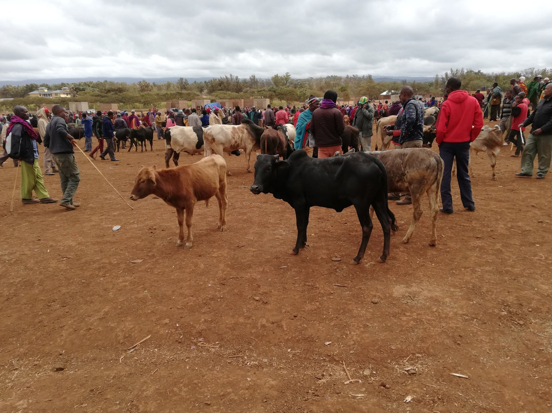 Stc Safari Lodge主图