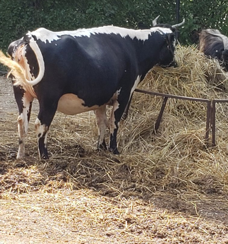 Miller Park Zoo-布卢明顿必去景点